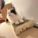 Neko Stay 네이버블로그