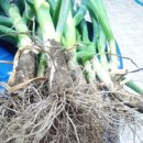 텃밭양산점 이미지