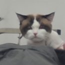 조아하멍 이미지