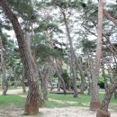 목계숲 1 이미지