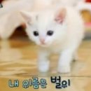 미묘