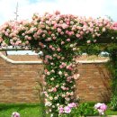 필립스(장미) 이미지