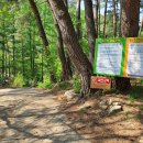 소나무숲아래 이미지