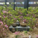 바위솔타운 이미지