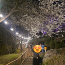 야외무대장 | 26.4.3. 연희숲속쉼터,홍제폭포 벚꽃구경 다녀온 후기