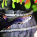 구피 카카오 검색결과