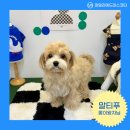 천안 강아지분양 고양이분양 파밀리에드마스코타 신불당본점 이미지