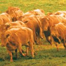 보령한우영농조합 이미지