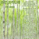 은총 Daum카페