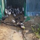 금산청계농장 이미지