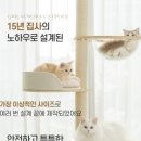 오로라 캣 이미지