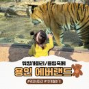 19개월 아기랑 평일 에버랜드 다녀온 후기(놀이기구, 워킹사파리, 튤립축제 기간) ｜내돈내산
