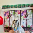 폴링인독 이미지