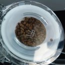 냥이 많은 식탁 이미지