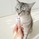 pet361라2008 | 공공일스틱 고양이 신장 건강을 위한 초저염츄르 간식으로 선택함!