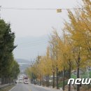 국도24호선가로수 이미지