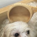 윈썸그루밍 이미지