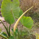 행운농장 이미지