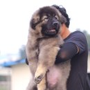 토실이네 이미지