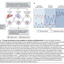 Inflammaging: a new immune– metabolic viewpoint for age-related diseases 이미지