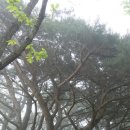 한국의 100대 명산인 황매산(1,108m) 등산 후기(2018. 05. 01) 이미지
