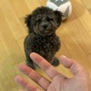 시트린 | [생활공작소] 퍼퓸 핸드워시 시트린샌즈 &amp; 히노끼위스퍼 사용 후기