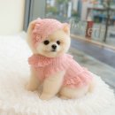 ACE동물병원 | 강아지 이첨판 폐쇄부전증 MMVD 증상, 승모판 MVI 치료 [성남 분당 동물병원]