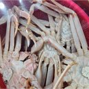 울진대게궁7호 이미지