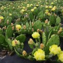 에버그린농장 이미지