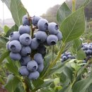 세한농원 이미지