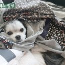 뷰티풀데이플라워
