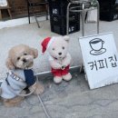 광진 자양로50길 | 광진구 아차산역 애견 동반 가능한 감성 카페 유커피아 방문 후기