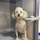 우장산동물의료센터 이미지