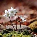 수리산 변산바람꽃 노루귀 야생화 봄꽃여행 이미지