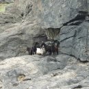 염소마당 이미지