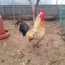 행복한닭농장 이미지