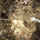 삼구사구 이미지