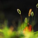 강아지풀 이미지