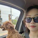 인주농장 | 매실청 담그기 아직 가능하다 곰팡이 없이 담그는법 일본 우매슈 레시피