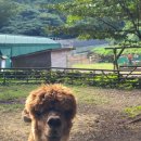 영호목장 이미지