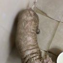 반려시대 허브스파 믹스허브 내돈내산 강아지 목욕 현실후기(목욕은 너무 힘들어)