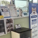 강아지분양 더펫 | 대전강아지분양 고민하다 알게 된 더펫 유성본점 방문 후기