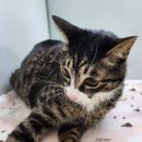 온누리 동물의료센터 이미지