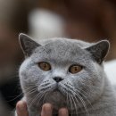 나는고양이 이미지