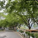 용성미산숲 이미지