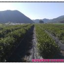 정가네농장 이미지