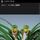 장성직구
