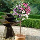 쌍암동산 이미지