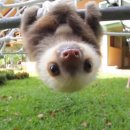 나무늘보 이미지