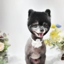 트루디독 이미지